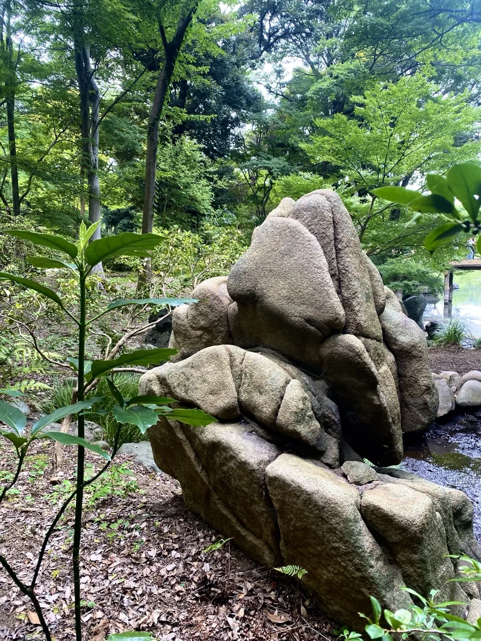 大小の石が積み重なった景石を若木越しに撮った写真。