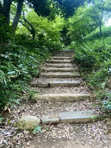 落葉が散る石段を撮った写真。両脇を木々が覆う。