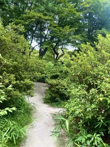 緑の茂みの中を緩やかに曲がる小道を撮った写真。