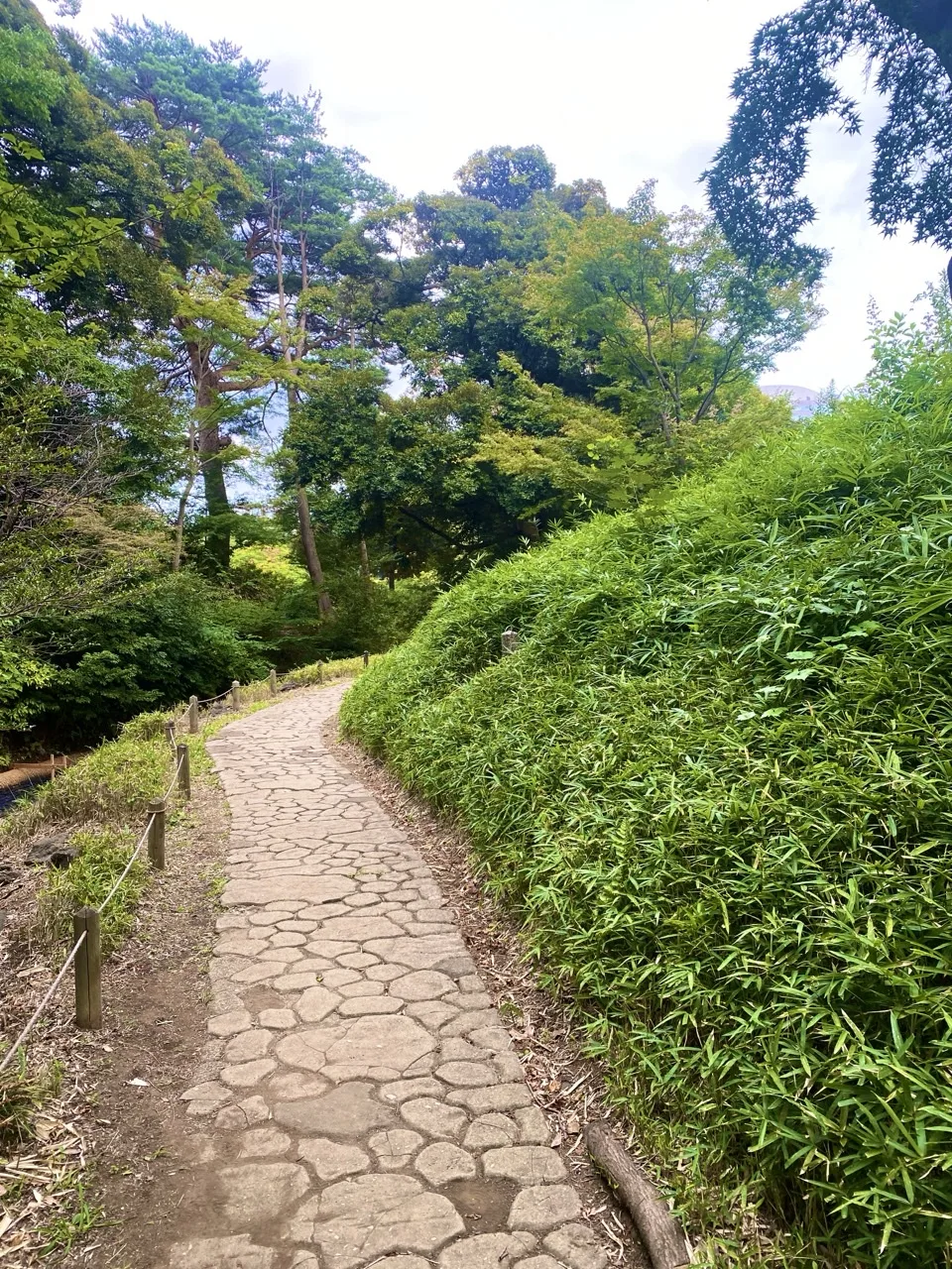 ひび割れ模様のある石畳の道を撮った写真。両脇に紫陽花が茂る。