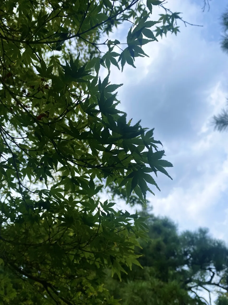 見上げて撮った木の枝葉。隙間から曇り空が見える。