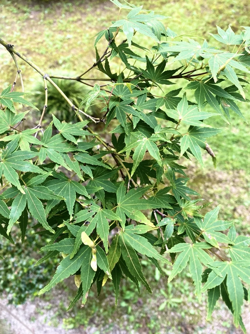 楓の若葉を近くから撮った写真。地面の落葉が背景に見える。