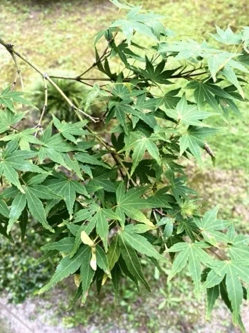 楓の若葉を近くから撮った写真。地面の落葉が背景に見える。
