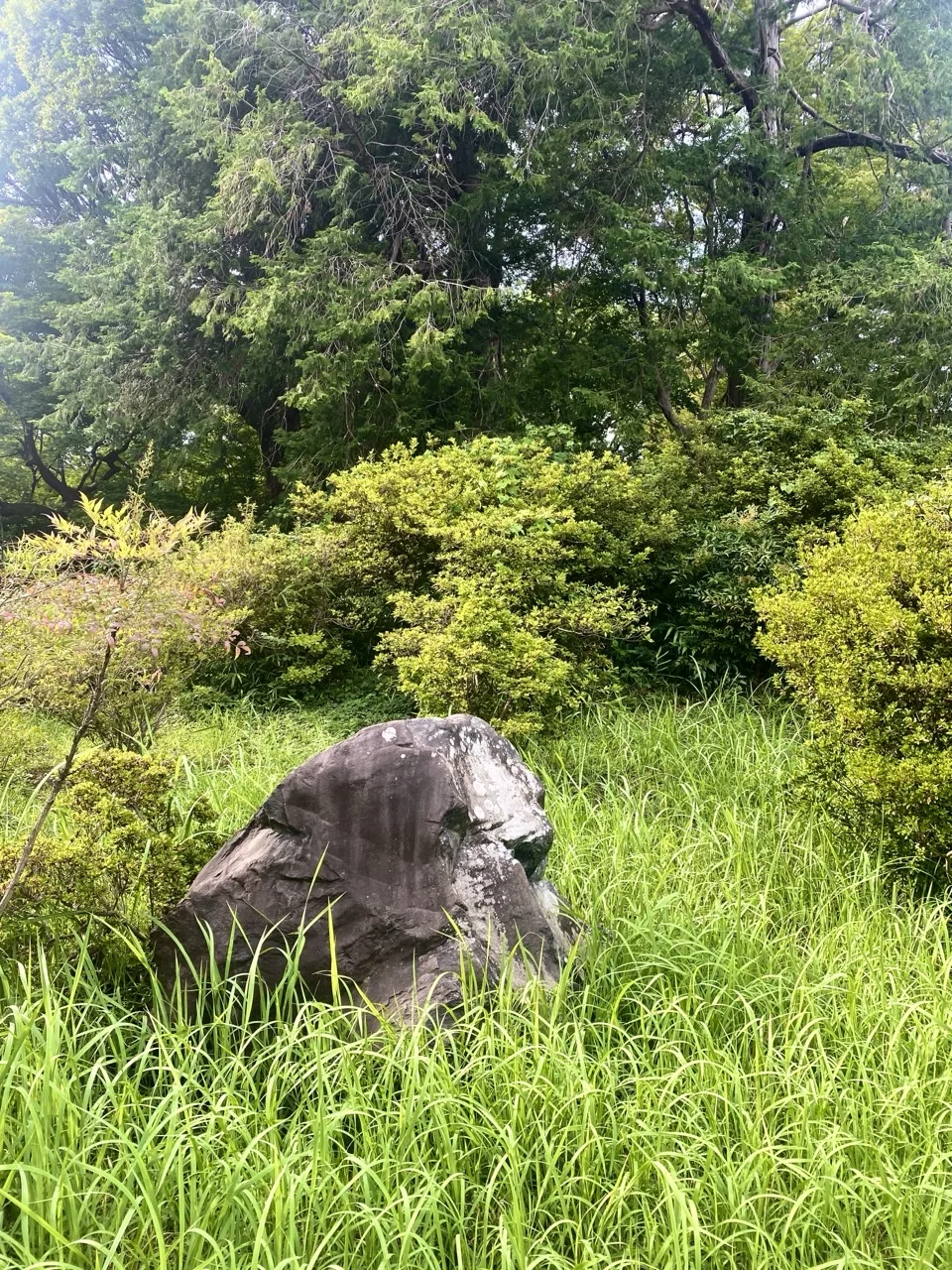 苔むした石を、伸びた草の中から撮った写真。
