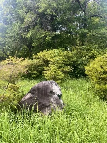 苔むした石を、伸びた草の中から撮った写真。
