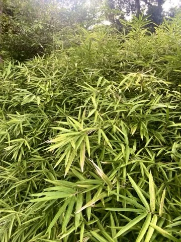笹の葉が重なり合う茂みを近くから撮った写真。