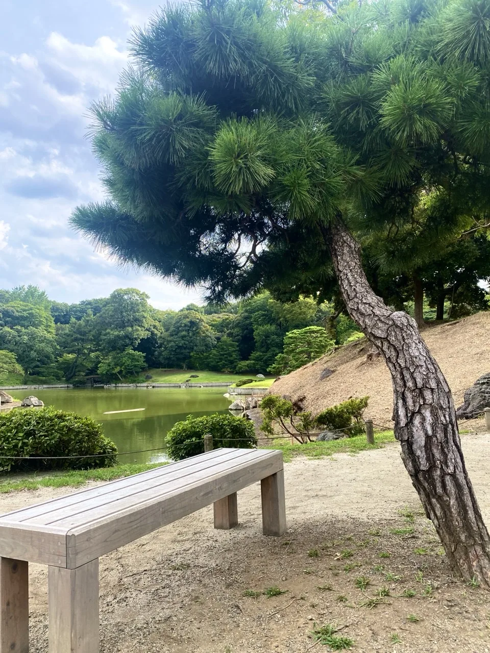 曲がった松の幹のそばに置かれた白いベンチを撮った写真。