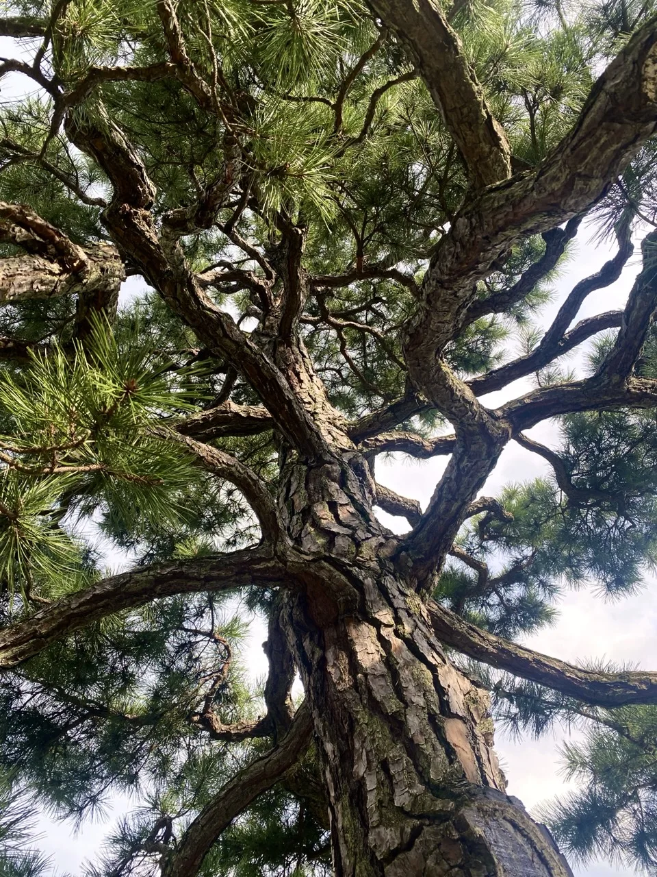 松の幹を見上げて撮った写真。樹皮の模様と枝ぶりが見える。