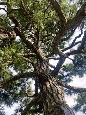 松の幹を見上げて撮った写真。樹皮の模様と枝ぶりが見える。