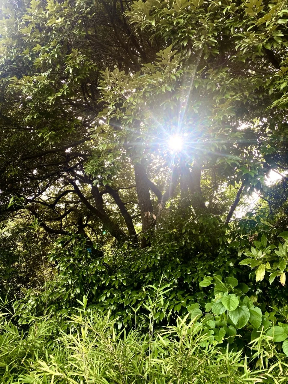 木々の間から太陽が差し込み、フレアと光の輪が見える写真。
