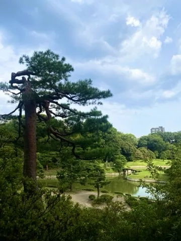 池のほとりに立つ松の木を、少し離れた場所から撮った写真。