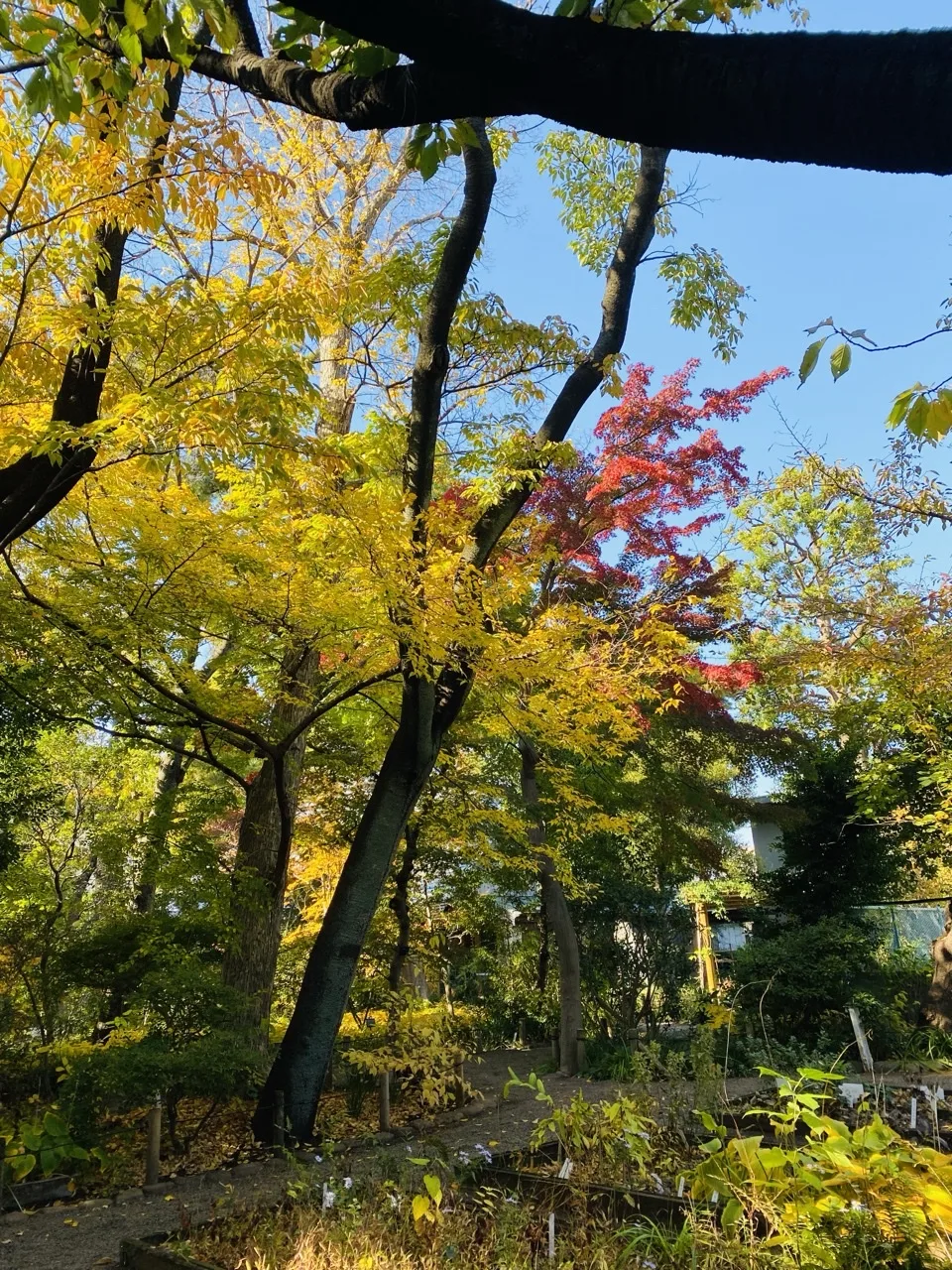 見上げた画面いっぱいに黄色く色づいた枝葉が広がり、その奥に赤く紅葉した木が一本、青空を背にしている。