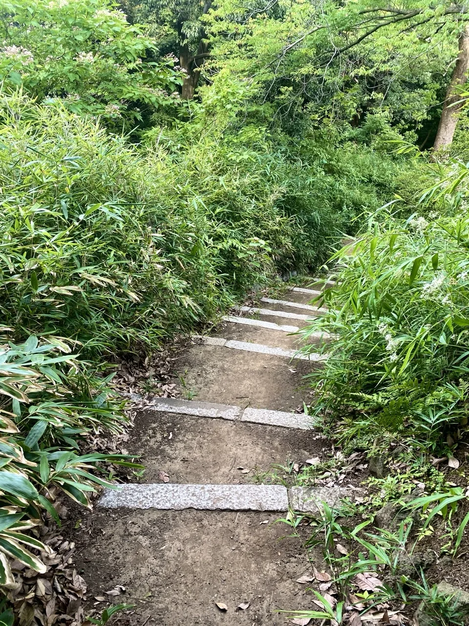 笹の茂みに囲まれた木製の階段状の道を撮った写真。