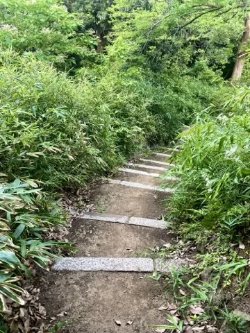 笹の茂みに囲まれた木製の階段状の道を撮った写真。