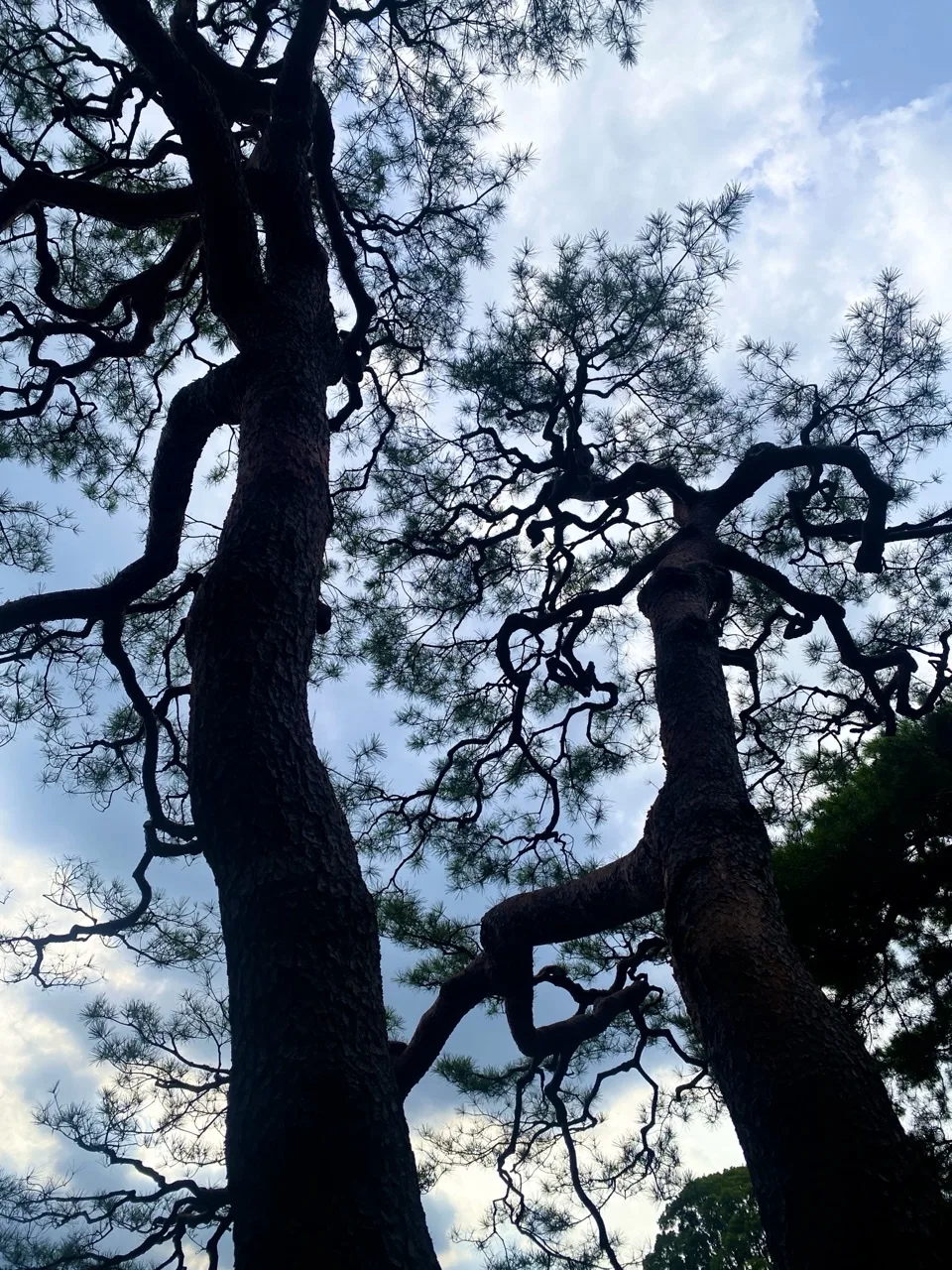 見上げた松の枝が複雑に交差する写真。曇り空を背景にする。