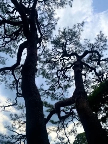 見上げた松の枝が複雑に交差する写真。曇り空を背景にする。