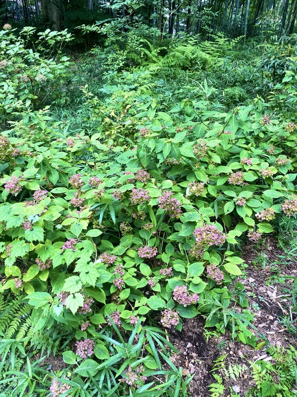 紫陽花の茂みを撮った写真。木陰の中に葉が茂る。