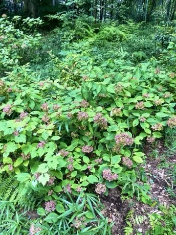 紫陽花の茂みを撮った写真。木陰の中に葉が茂る。