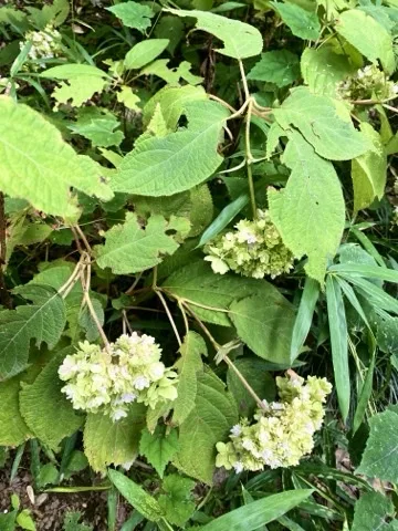 紫陽花の葉を近くから撮った写真。花の名残りも見える。