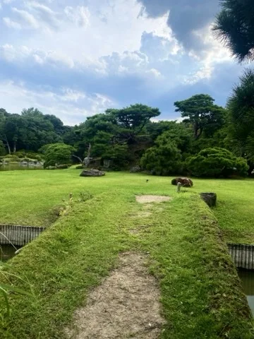 夕暮れの空を背景に、芝生の中を通る道を撮った写真。