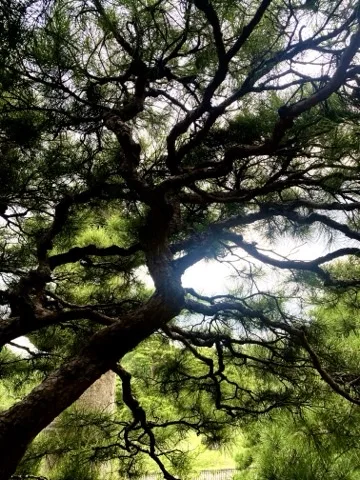 見上げた木の枝が複雑に交差する写真。曇り空を背景にする。
