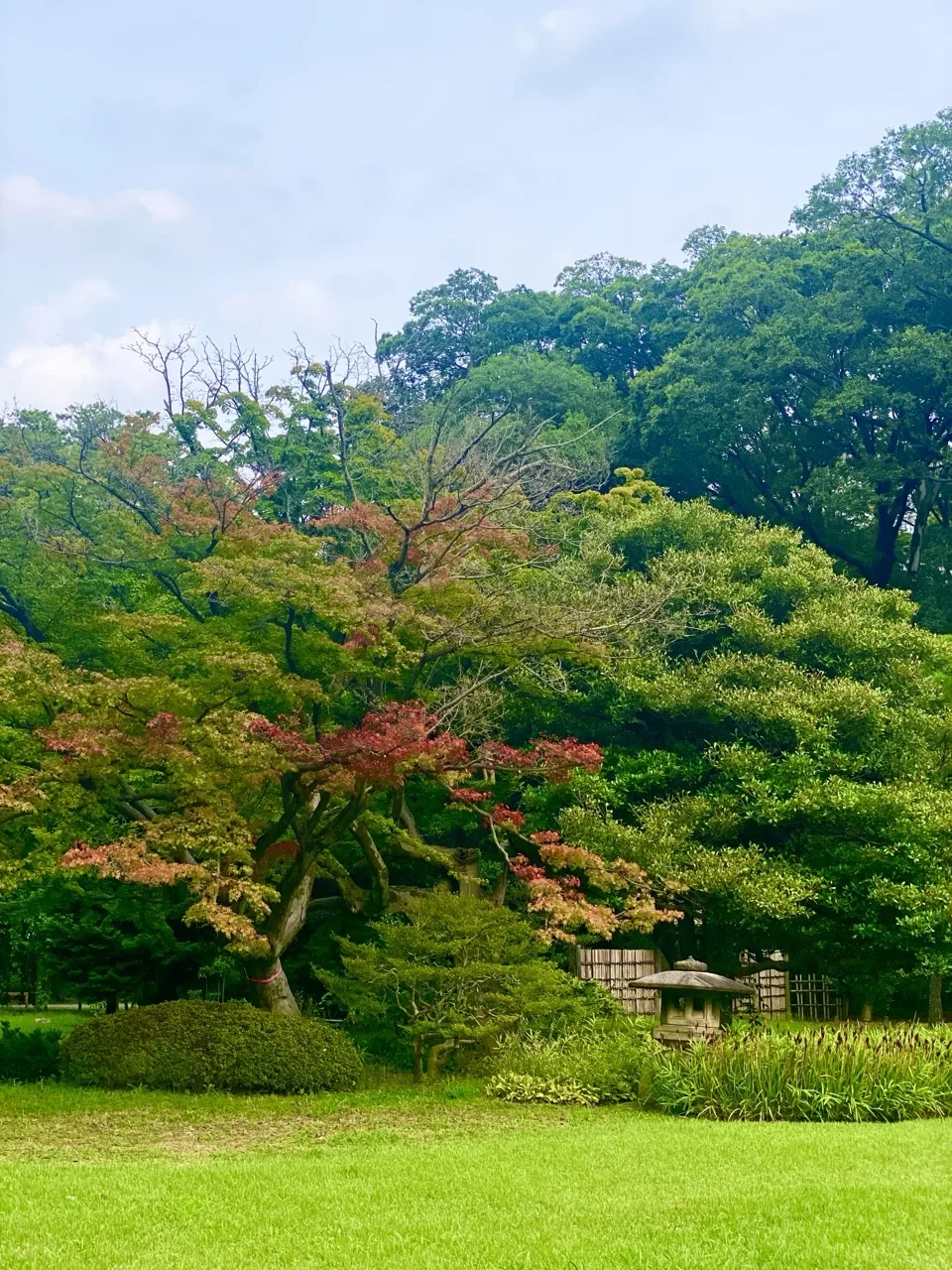 緑の庭園の中で一本だけ色づき始めた木を撮った写真。