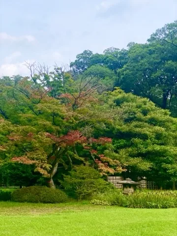 緑の庭園の中で一本だけ色づき始めた木を撮った写真。