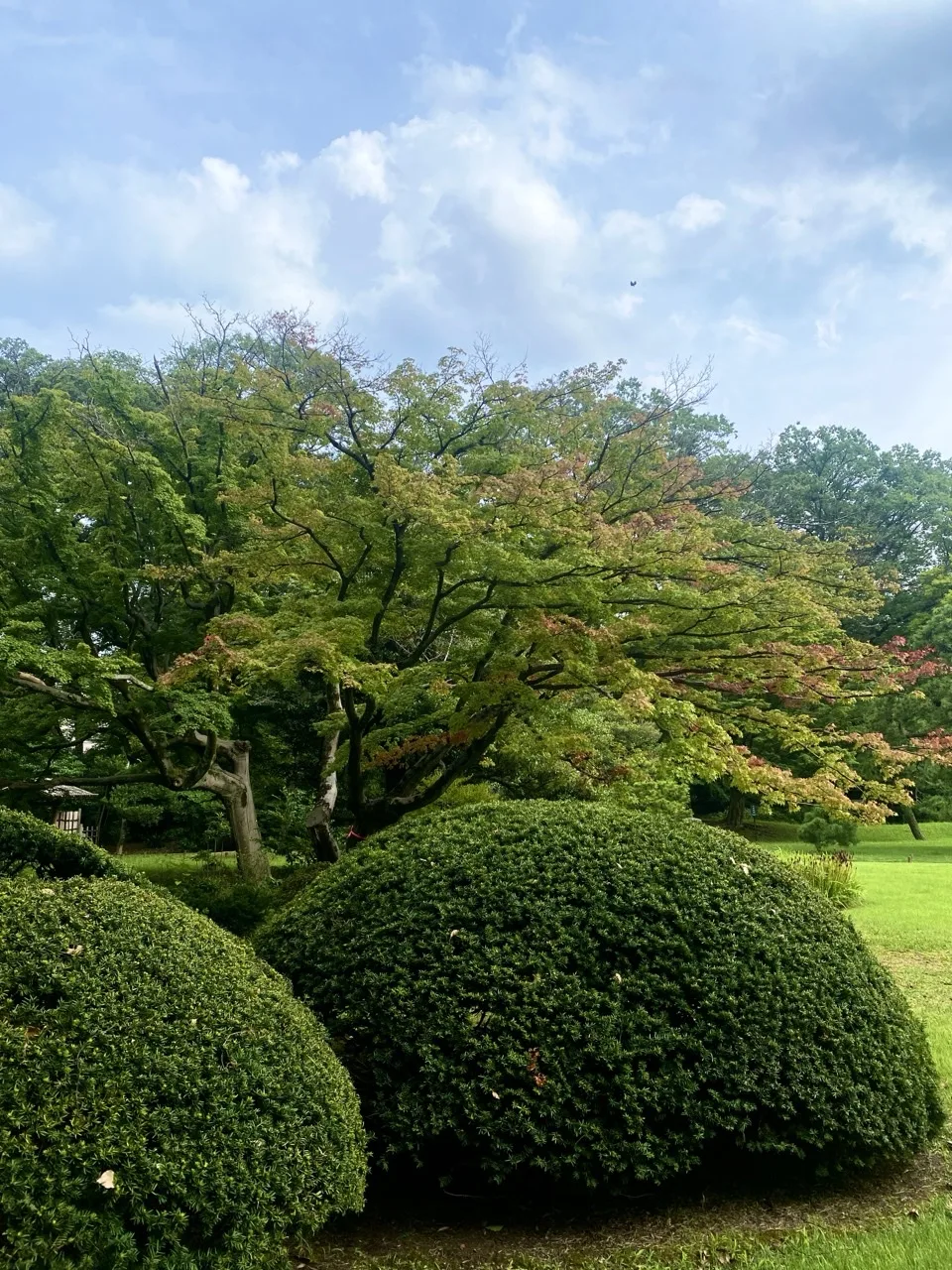 丸く刈り込まれた植え込みを撮った写真。奥に紅葉した木が見える。