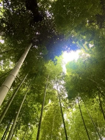 見上げた竹林の間から太陽の光が差し込む写真。フレアが写り込む。
