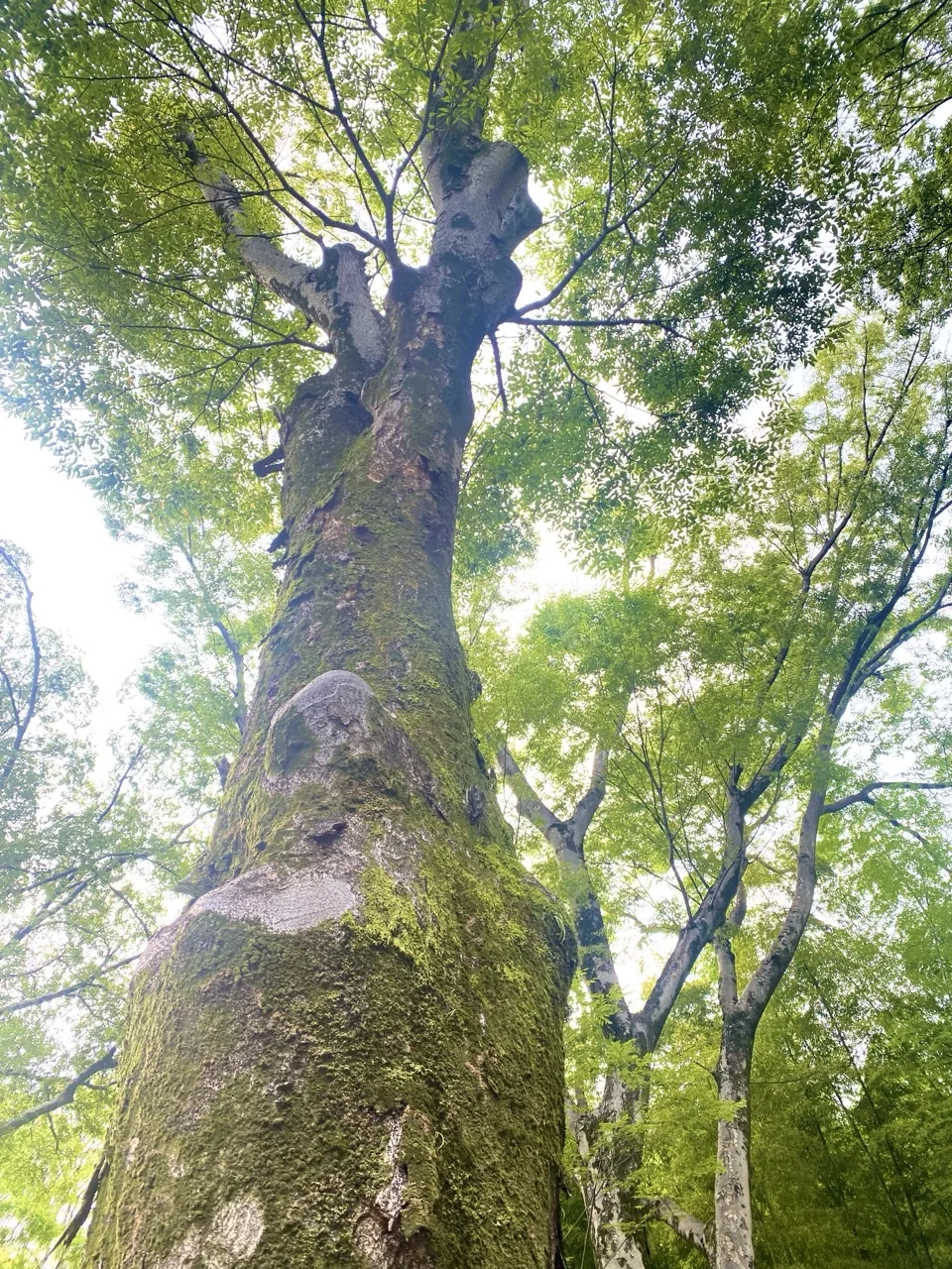 見上げた木の幹に苔がついている写真。枝葉が頭上に広がる。