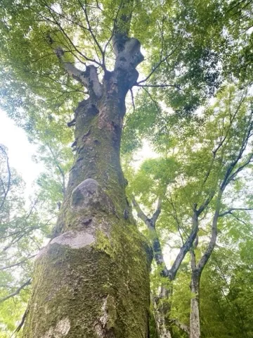 見上げた木の幹に苔がついている写真。枝葉が頭上に広がる。