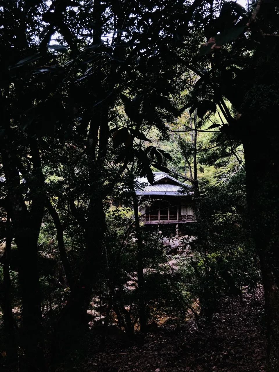 暗い木立を透かして、奥に瓦屋根の木造建物が明るく見える。手前は影になった枝葉と落葉の斜面。