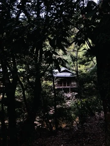 暗い木立を透かして、奥に瓦屋根の木造建物が明るく見える。手前は影になった枝葉と落葉の斜面。
