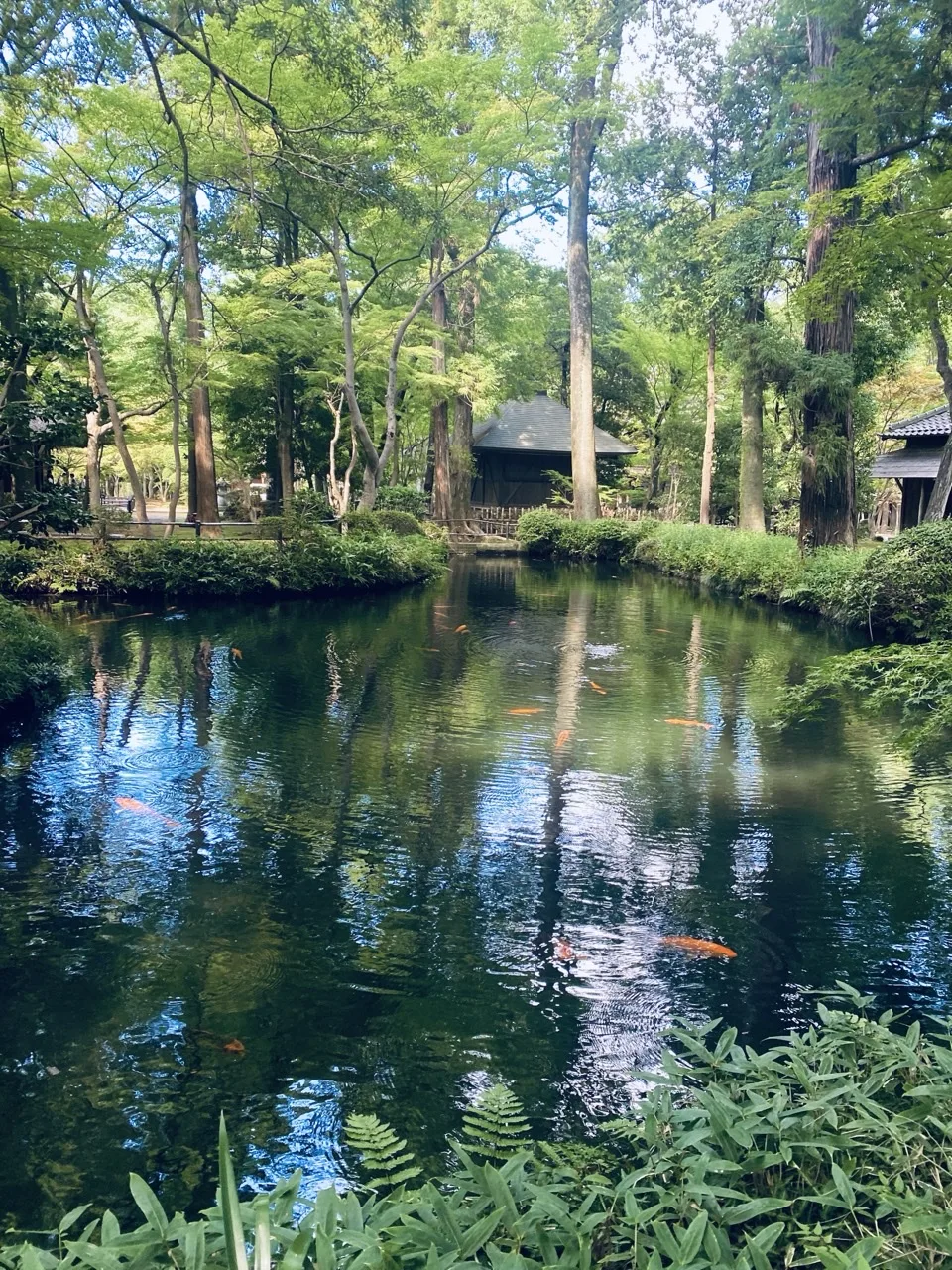 木立に囲まれた池。暗い水面に木と空が映り、その下に橙色の鯉が幾匹も透けて見える。奥に瓦屋根の建物。
