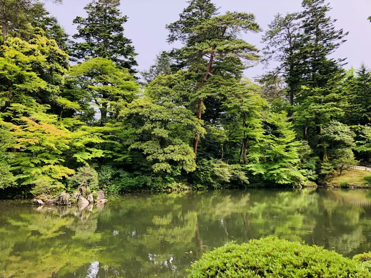 対岸に新緑の木立が茂り、その手前の池が一面の緑色に見える。左手の水際に低い石組、右手前に丸い刈り込み。