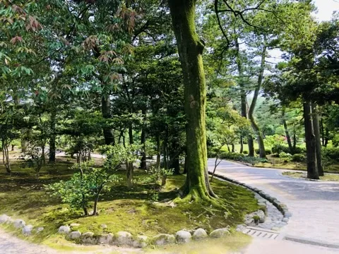 苔の斜面に苔むした太い幹の木が立ち、その手前を丸い小石が縁取る。右手に舗装された道が曲がって続く。