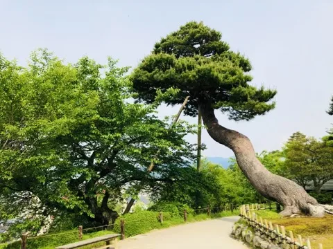 太い幹が地面すれすれに横へ長く伸びた松。枝先を細い支柱が支える。左手に別の木、奥に遠い山並みと空。