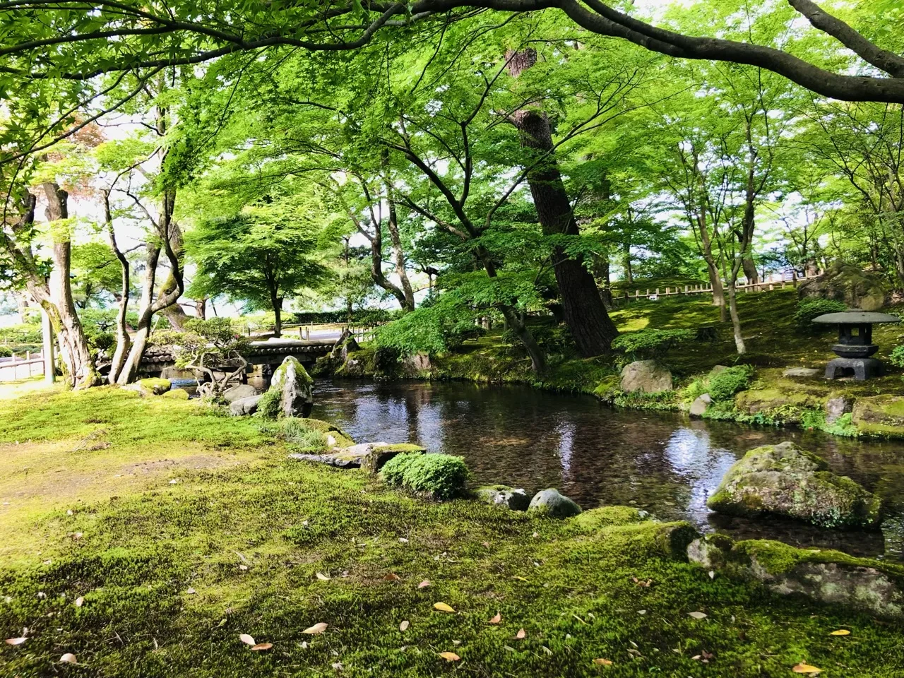 一面の苔地の中を浅い流れが横切り、水中の石にも苔がのる。頭上は新緑の楓、右奥に石灯籠と小さな橋。