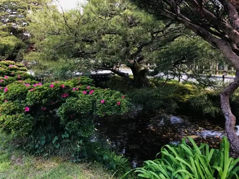 濃い桃色のツツジが咲く植え込みの奥に浅い流れがあり、その上に松の枝が低く横へ広がる。