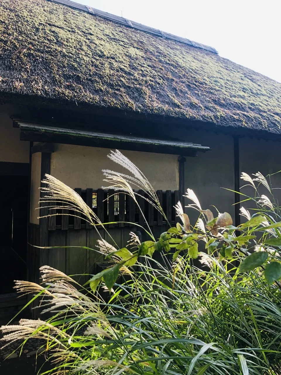 厚い茅葺き屋根の建物の軒下を背景に、手前で穂の出たすすきが逆光を受けて白く光っている。奥は板壁と格子。
