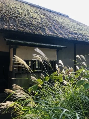 厚い茅葺き屋根の建物の軒下を背景に、手前で穂の出たすすきが逆光を受けて白く光っている。奥は板壁と格子。