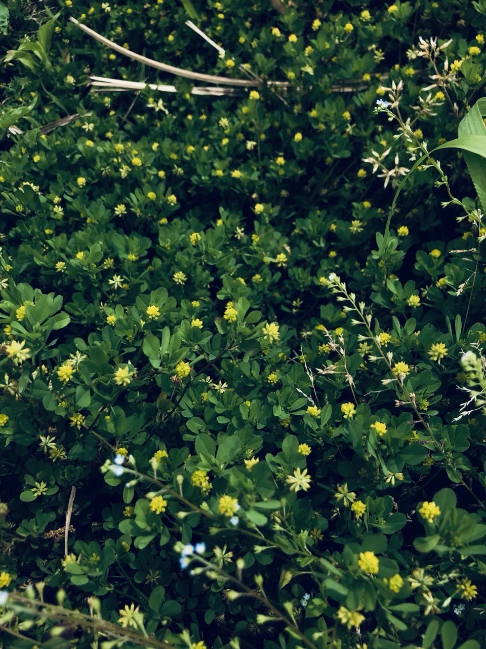 画面いっぱいに三つ葉状の緑の草が広がり、その間に黄色い小さな花が点々と咲いている。細い枯枝が数本横切る。