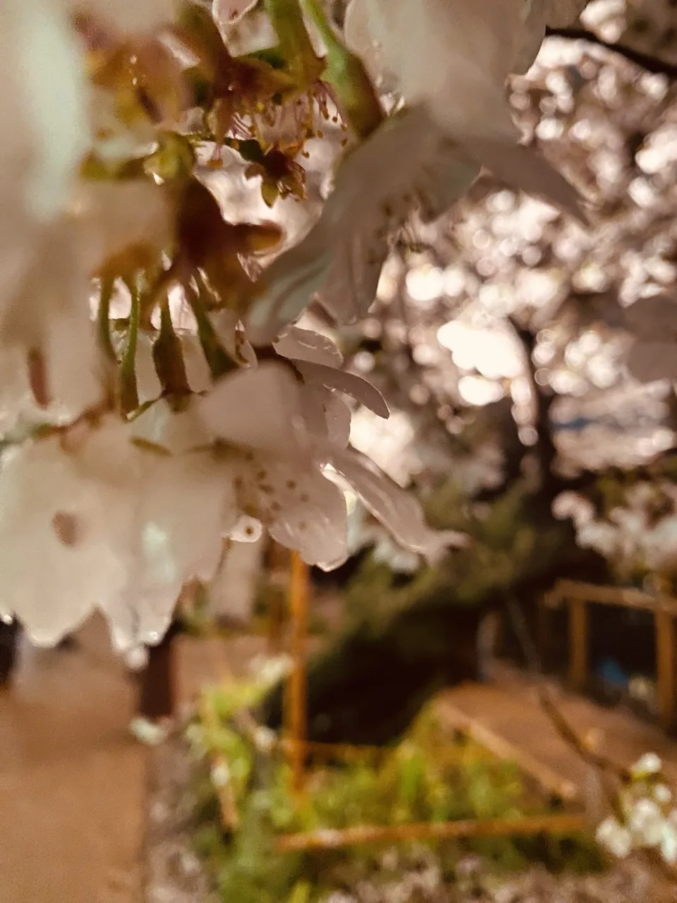 枝先の白い桜の花を間近から見る。奥の桜並木と手すりは大きくぼけ、明かりが丸い光の粒になって散っている。