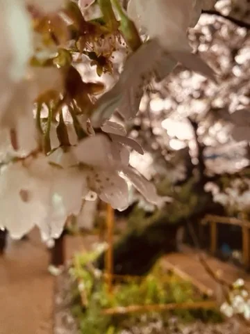 枝先の白い桜の花を間近から見る。奥の桜並木と手すりは大きくぼけ、明かりが丸い光の粒になって散っている。