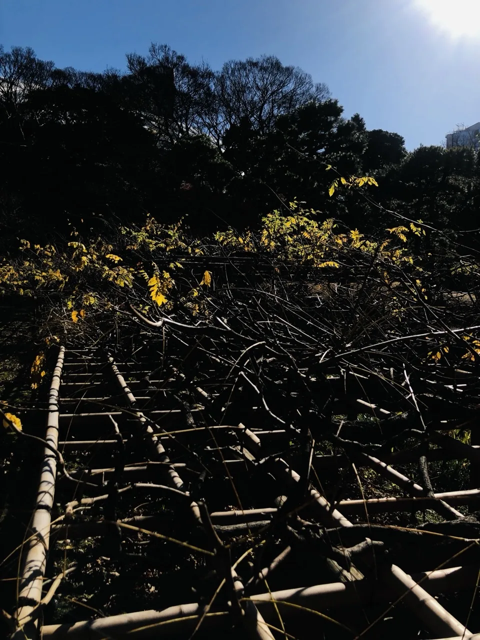 竹で組んだ棚の上に葉の落ちた蔓が幾重にも絡む。逆光で黄色く光る葉が数枚だけ残り、上部は濃い青空と黒い木立。