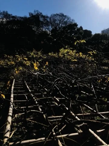 竹で組んだ棚の上に葉の落ちた蔓が幾重にも絡む。逆光で黄色く光る葉が数枚だけ残り、上部は濃い青空と黒い木立。