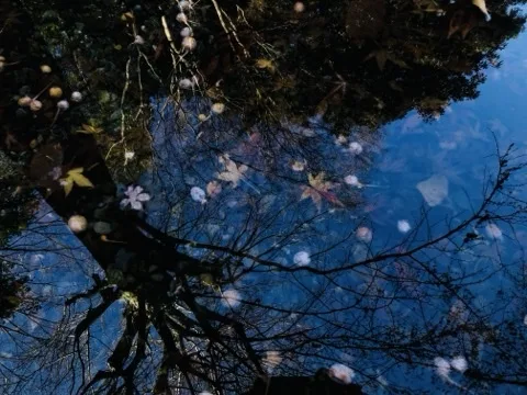 水面いっぱいに青い空と葉を落とした枝が逆さに映る。その上に白い泡と黄や橙の落葉が浮き、映り込みと重なって見える。