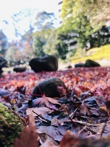地面すれすれの高さから見た、赤茶に散り敷いた楓の落葉。その中に黒い石が半ば埋もれて並び、奥は明るい芝と木立がぼけている。