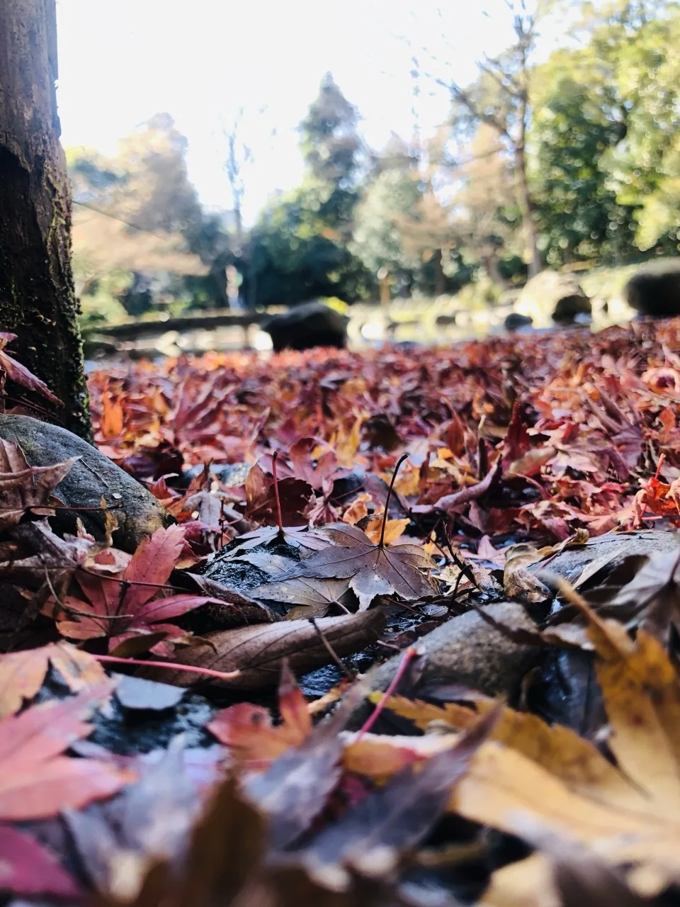 左手に苔むした太い幹が立ち、その根元から画面奥まで赤や黄の落葉が一面に重なる。奥は明るい木立と園路がぼけて見える。