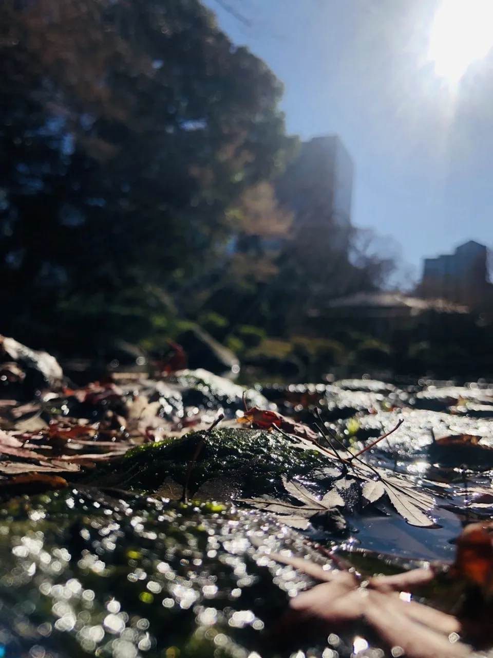 地面すれすれから見た、水に濡れて光る落葉と苔。逆光で無数の光の粒が散り、奥に黒い木立とビルの影、右上に太陽がある。